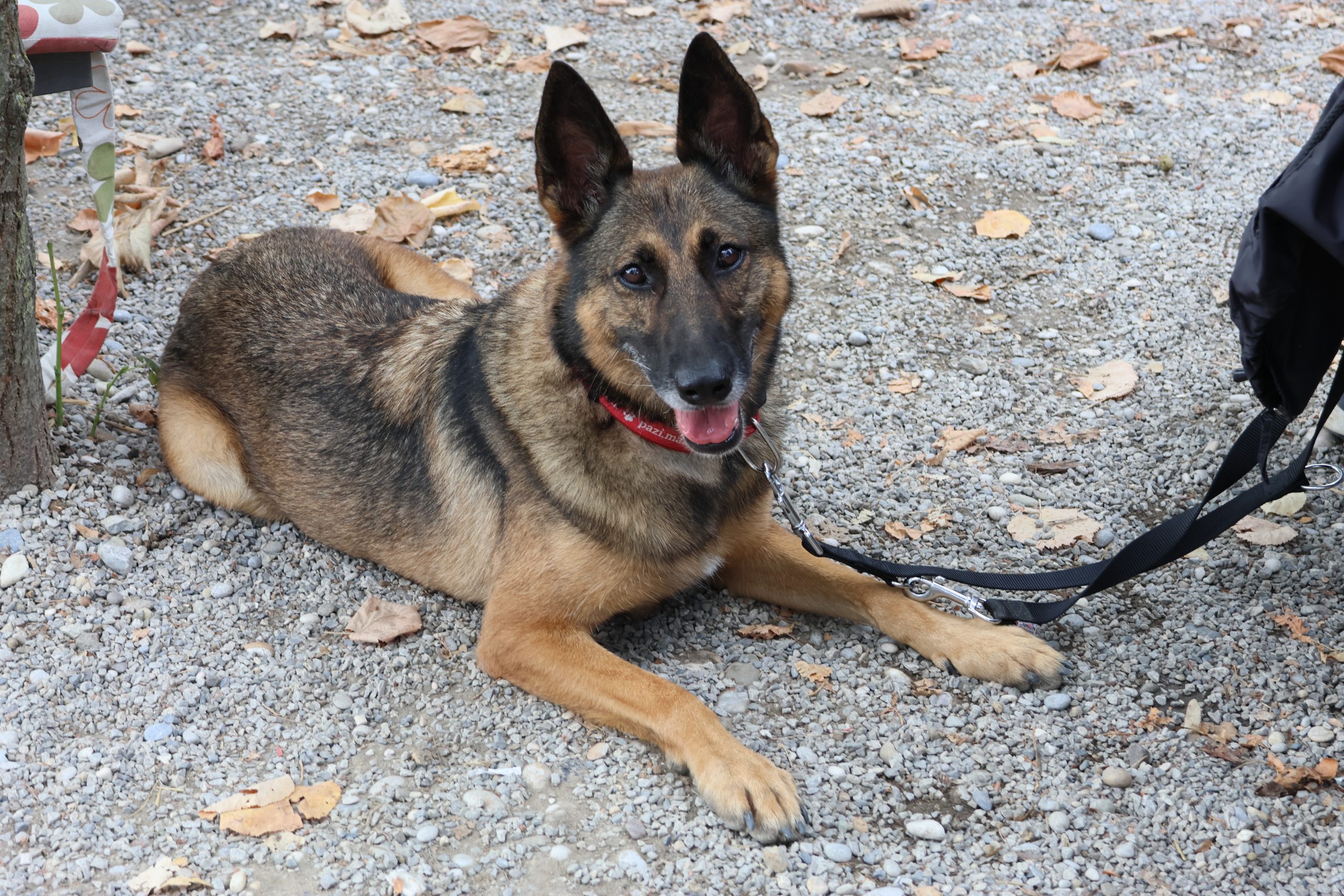 Read more about the article Fia