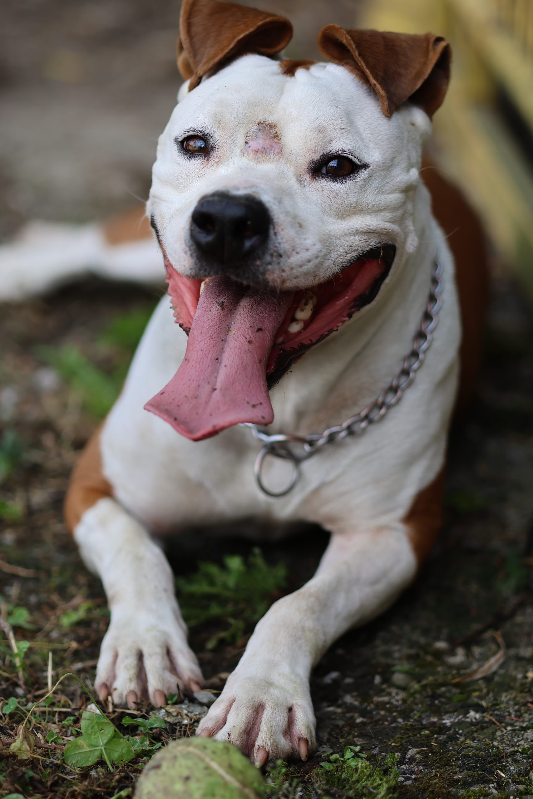 Read more about the article Zeko