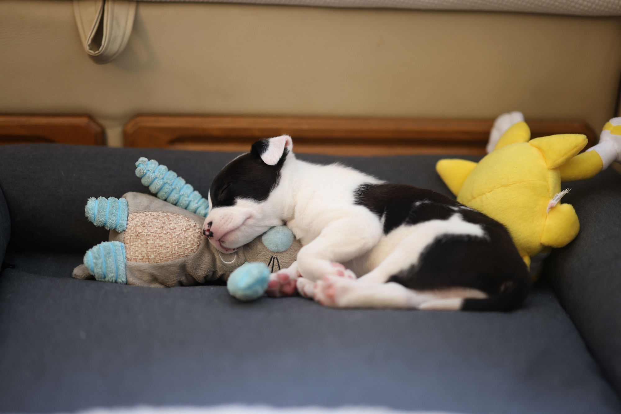 Pas u toplom kućnom smještaju